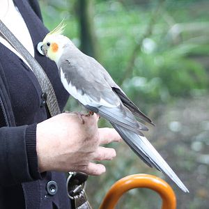 Tame Cockatiel
