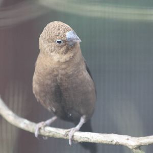African Silverbill, 13th August 2014
