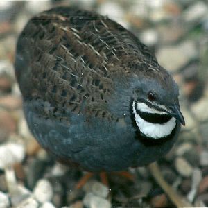 Chinese Painted Quail, 13th August 2014