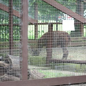 Raccoon Dog Ridge, 14th August 2014