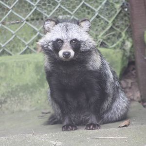 Raccoon Dog, 14th August 2014