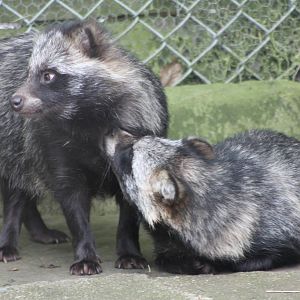 Raccoon Dogs, 14th August 2014