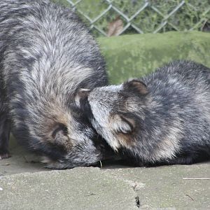 Raccoon Dogs, 14th August 2014