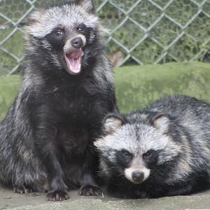 Raccoon Dogs, 14th August 2014