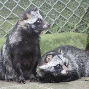 Something has caught their attention, 14th August 2014