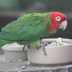 Red-masked Conure, 14th August 2014