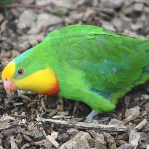 Foraging in Polytelis Paradise, 14th August 2014