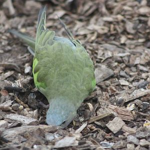 Foraging in Polytelis Paradise, 14th August 2014