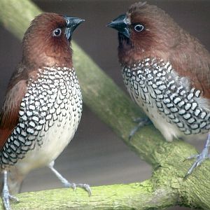 Spice Birds, 14th August 2014