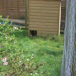 Spot the new Golden Pheasant, 15th August 2014.