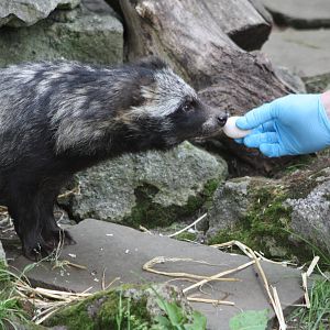 Raccoon Dog feeding, 16th August 2014