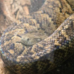 Jamaican boa
