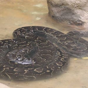 African rock python