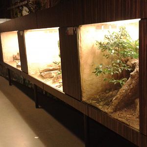 Tanks for smaller herptiles