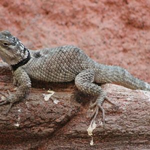 Blue spiny lizard