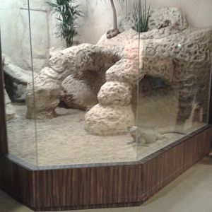 Rhinoseros iguana enclosure