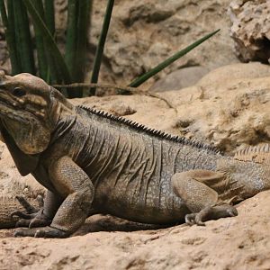 Rhinoceros iguana