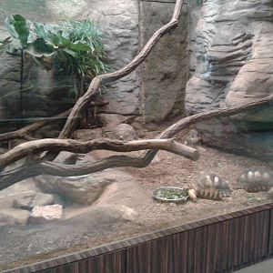 Madagascar herptile enclosure