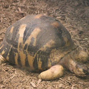 Radiated tortoise