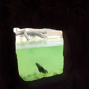 North American River Otter Exhibit