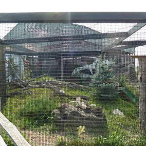 Grey Fox Exhibit