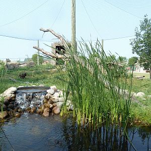 Bald Eagle/Golden Eagle Exhibit - Open-Facing Aviary