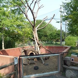 North American Porcupine Exhibit