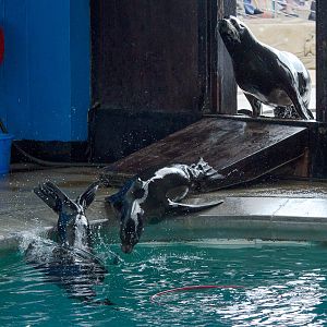 California sea lions : Whipsnade : 16 Aug 2014