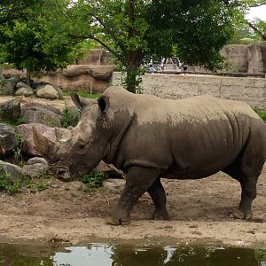 White Rhinoceros