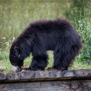 Sri Lankan sloth bear : Whipsnade : 16 Aug 2014