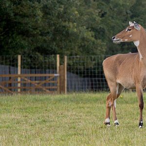 Nilgai : Whipsnade : 16 Aug 2014