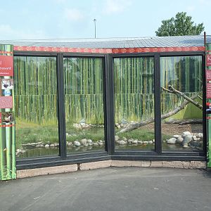 Reeve's Muntjac/Brown-Eared Pheasant Exhibit (formerly raccoon dogs)
