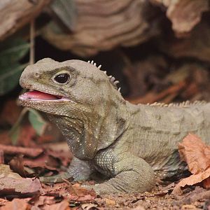Tuatara