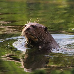 Giant Otter