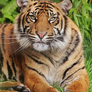 Sumatran Tiger (cub)