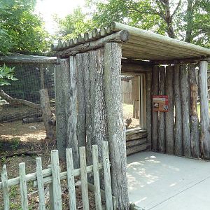 Eurasian Red Squirrel Exhibit