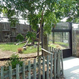 Pallas Cat Exhibit #1