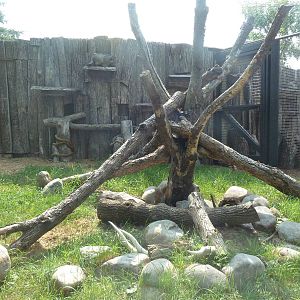 Pallas Cat Exhibit #1