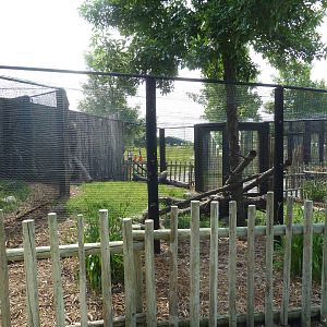 Pallas Cat Exhibit #2