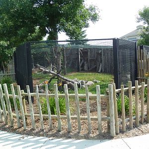 Pallas Cat Exhibit #2