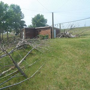 White-Naped Crane Exhibit