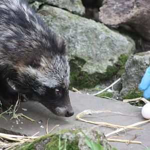 Raccoon Dog feeding, 16th August 2014