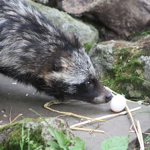 Raccoon Dog feeding, 16th August 2014