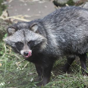 Raccoon Dog, 16th August 2014