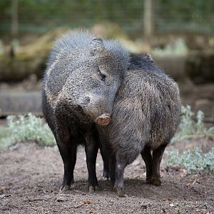 Collared peccaries : Marwell : 08 Aug 2014
