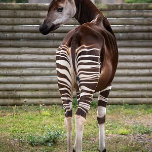 Okapi : Marwell : 08 Aug 2014