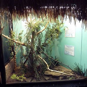 Veiled Chameleon Exhibit