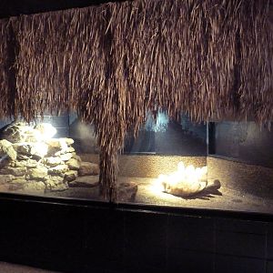 Johnston's Crocodile Exhibit