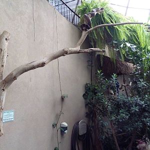 Walk-Through Jungle - Boa Constrictor On A Stick