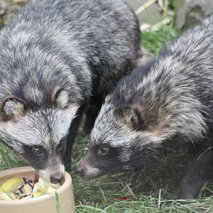 Raccoon Dogs, 16th August 2014